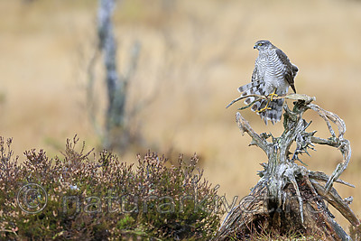 KA_171015_334 / Accipiter nisus / Spurvehauk