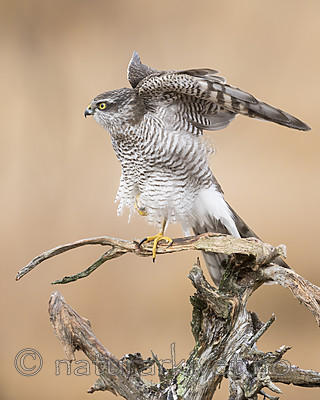KA_171015_337 / Accipiter nisus / Spurvehauk