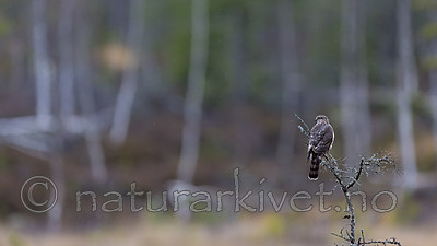 KA_171015_4 / Accipiter nisus / Spurvehauk