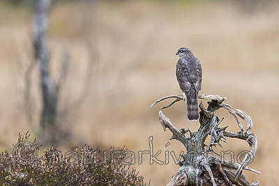 KA_171015_45 / Accipiter nisus / Spurvehauk