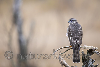 KA_171015_47 / Accipiter nisus / Spurvehauk