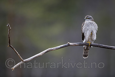 KA_171015_68 / Accipiter nisus / Spurvehauk