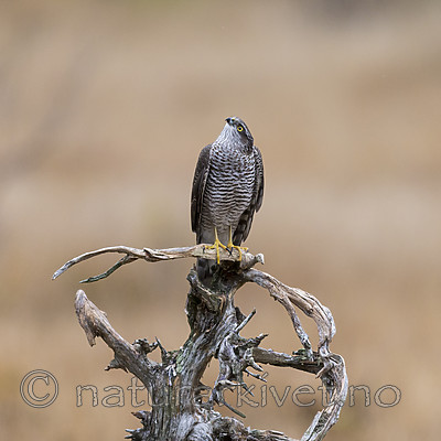 KA_171015_80 / Accipiter nisus / Spurvehauk