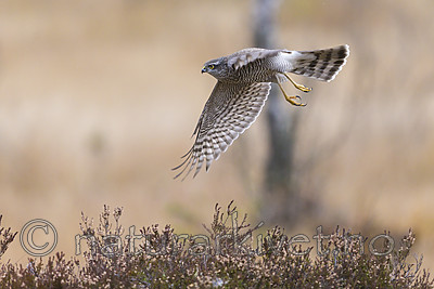 KA_171015_87 / Accipiter nisus / Spurvehauk
