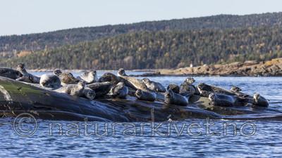 KA_171018_10 / Phoca vitulina / Steinkobbe