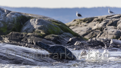 KA_171018_15 / Phoca vitulina / Steinkobbe