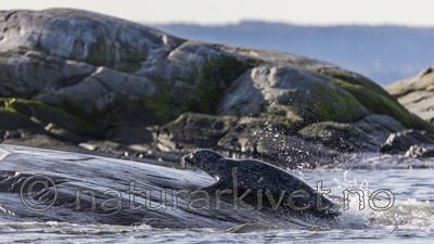 KA_171018_19 / Phoca vitulina / Steinkobbe