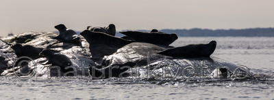 KA_171018_27 / Phoca vitulina / Steinkobbe