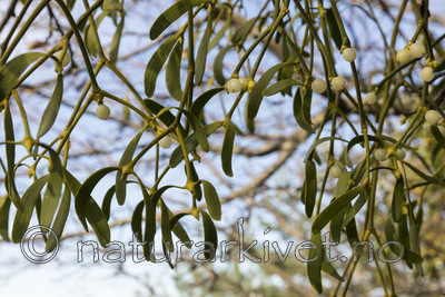 KA_171018_54 / Viscum album / Misteltein