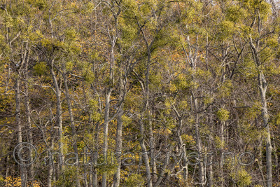 KA_171018_56 / Viscum album / Misteltein