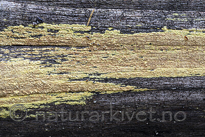 KA_171101_20 / Amylocorticium subincarnatum / Rosenjodskinn