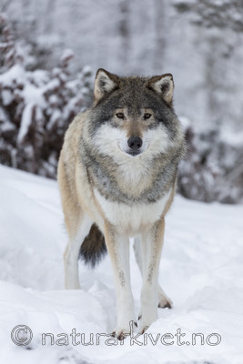 KA_171230_11 / Canis lupus / Ulv