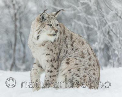 KA_171230_115 / Lynx lynx / Gaupe