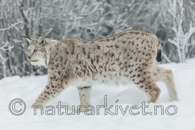 KA_171230_118 / Lynx lynx / Gaupe