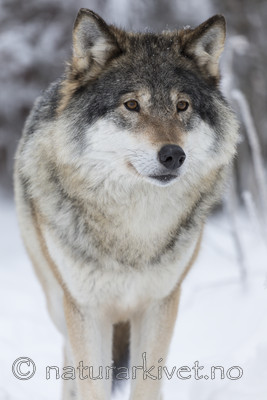 KA_171230_12 / Canis lupus / Ulv