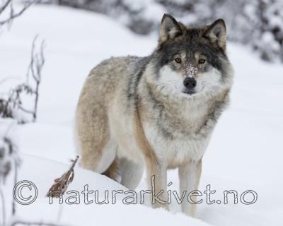 KA_171230_31 / Canis lupus / Ulv