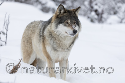 KA_171230_32 / Canis lupus / Ulv