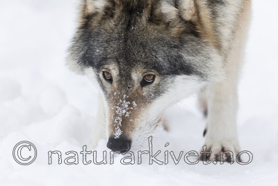 KA_171230_34 / Canis lupus / Ulv