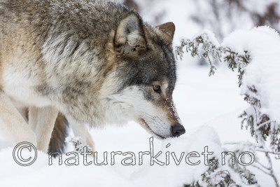 KA_171230_37 / Canis lupus / Ulv