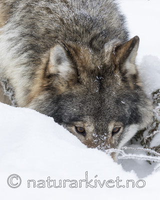 KA_171230_44 / Canis lupus / Ulv
