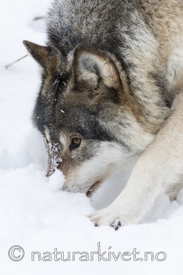 KA_171230_45 / Canis lupus / Ulv