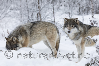 KA_171230_48 / Canis lupus / Ulv