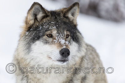 KA_171230_52 / Canis lupus / Ulv
