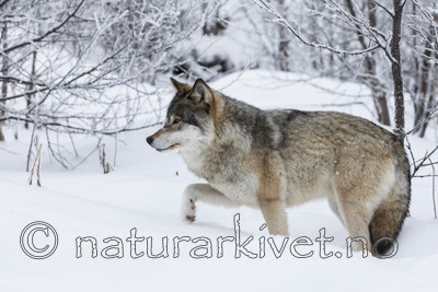 KA_171230_56 / Canis lupus / Ulv