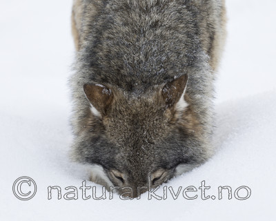 KA_171230_59 / Canis lupus / Ulv