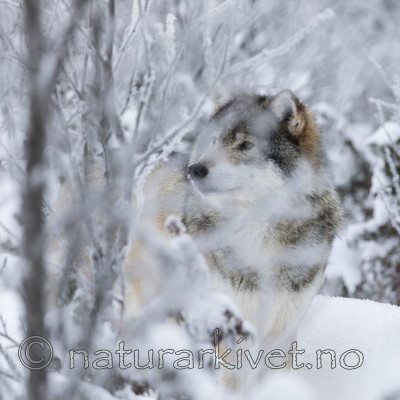 KA_171230_6 / Canis lupus / Ulv