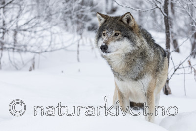 KA_171230_63 / Canis lupus / Ulv