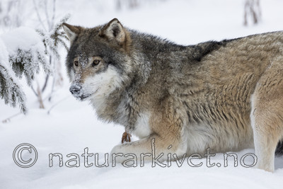 KA_171230_66 / Canis lupus / Ulv