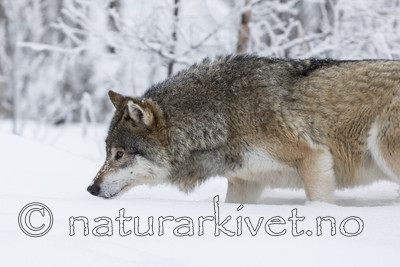 KA_171230_72 / Canis lupus / Ulv