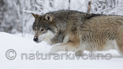 KA_171230_73 / Canis lupus / Ulv