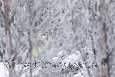 KA_171230_85 / Canis lupus / Ulv