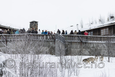 KA_171230_90 / Canis lupus / Ulv