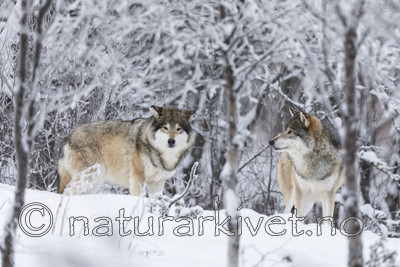 KA_171230_94 / Canis lupus / Ulv