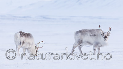 KA_180302_107 / Rangifer tarandus platyrhynchus / Svalbardrein