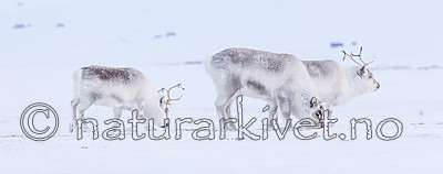 KA_180302_108 / Rangifer tarandus platyrhynchus / Svalbardrein