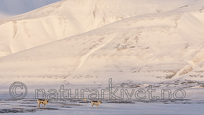 KA_180302_65 / Rangifer tarandus platyrhynchus / Svalbardrein