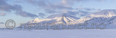 KA_180302_p77-87 / Rangifer tarandus platyrhynchus / Svalbardrein