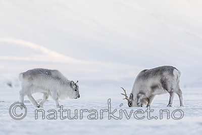 KA_180304_10 / Rangifer tarandus platyrhynchus / Svalbardrein