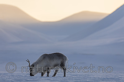 KA_180304_16 / Rangifer tarandus platyrhynchus / Svalbardrein