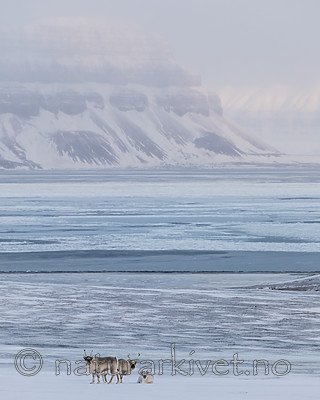 KA_180304_190 / Rangifer tarandus platyrhynchus / Svalbardrein