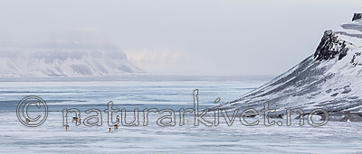 KA_180304_198 / Rangifer tarandus platyrhynchus / Svalbardrein