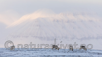 KA_180304_202 / Rangifer tarandus platyrhynchus / Svalbardrein