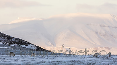 KA_180304_207 / Rangifer tarandus platyrhynchus / Svalbardrein