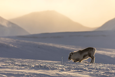 KA_180304_22 / Rangifer tarandus platyrhynchus / Svalbardrein
