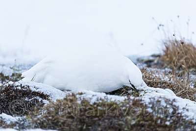 KA_180305_105 / Lagopus muta hyperborea / Svalbardrype