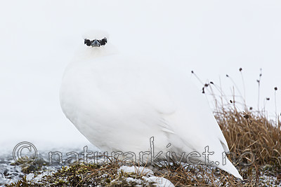 KA_180305_109 / Lagopus muta hyperborea / Svalbardrype